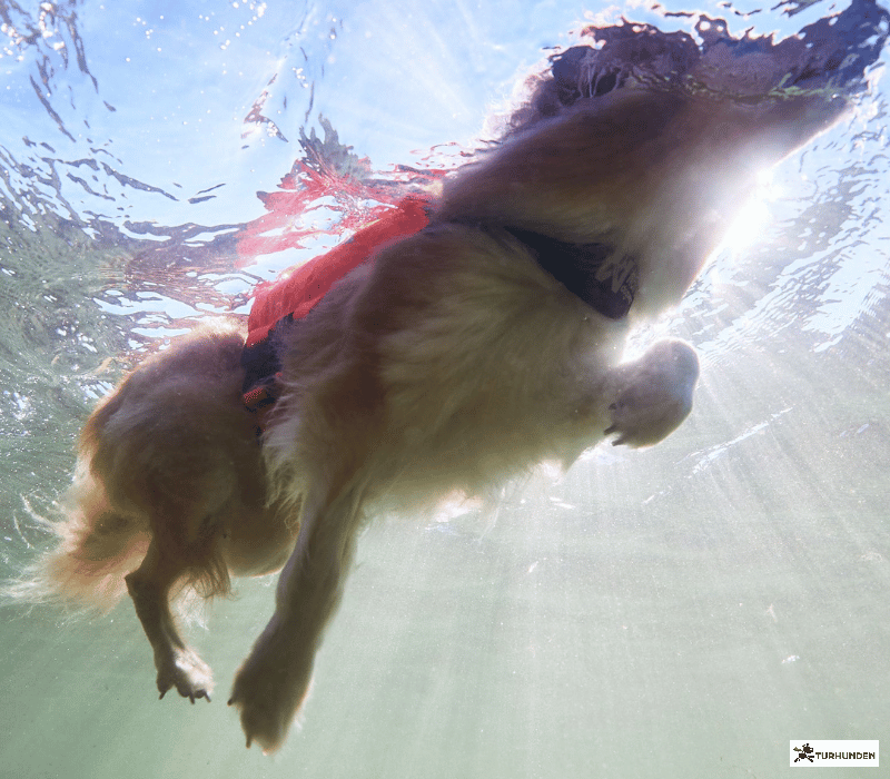 Non-stop dogwear Protector Life Jacket