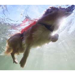 Non-stop dogwear Protector Life Jacket