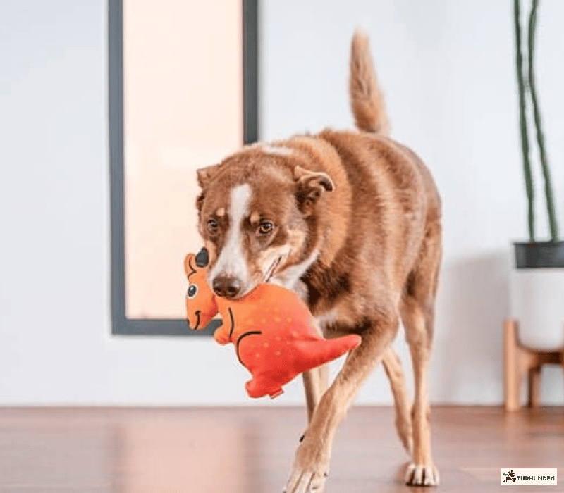 Red Dingo Durables K�nguru