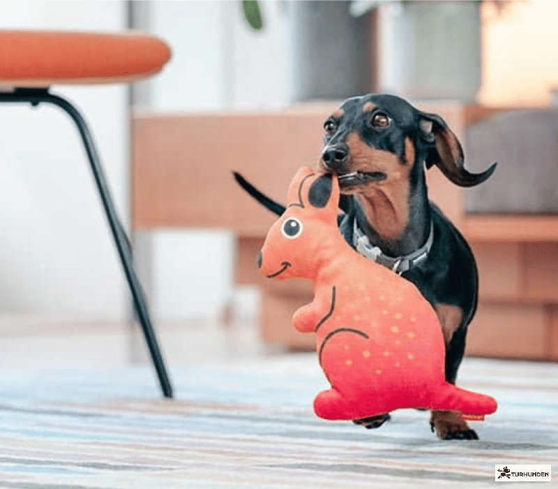 Red Dingo Durables K�nguru