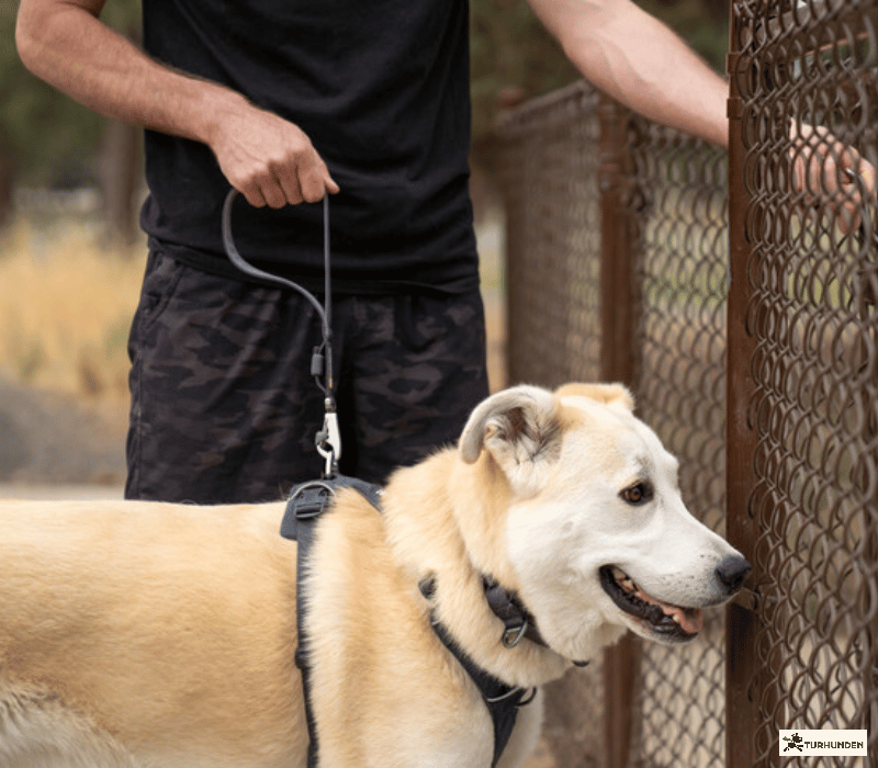 Ruffwear Front Range Dog Short Leash