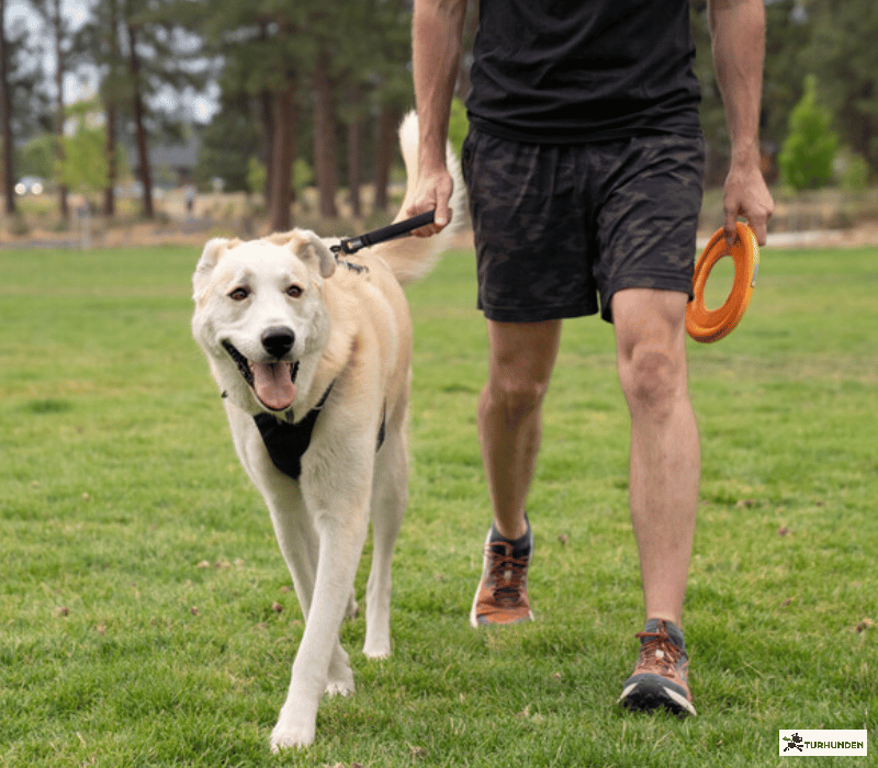 Ruffwear Front Range Dog Short Leash
