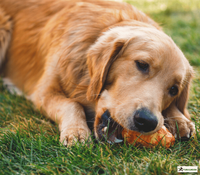 Ruffwear Gnawt-A-Cone