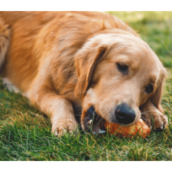 Ruffwear Gnawt-A-Cone