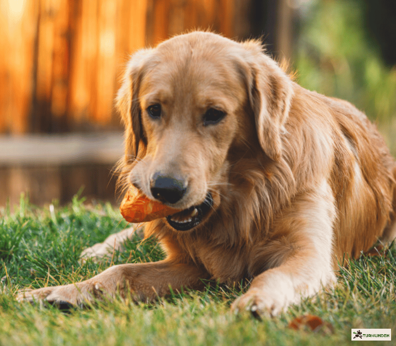 Ruffwear Gnawt-A-Cone