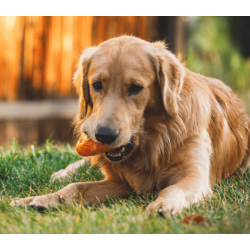 Ruffwear Gnawt-A-Cone
