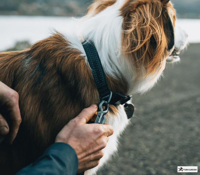Ruffwear Ridgeline Collar