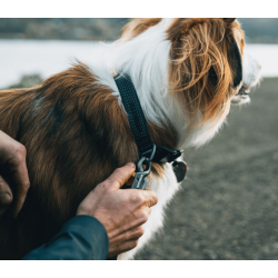 Ruffwear Ridgeline Collar