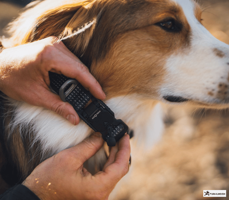 Ruffwear Ridgeline Collar