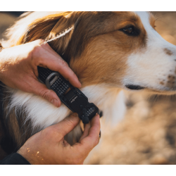 Ruffwear Ridgeline Collar