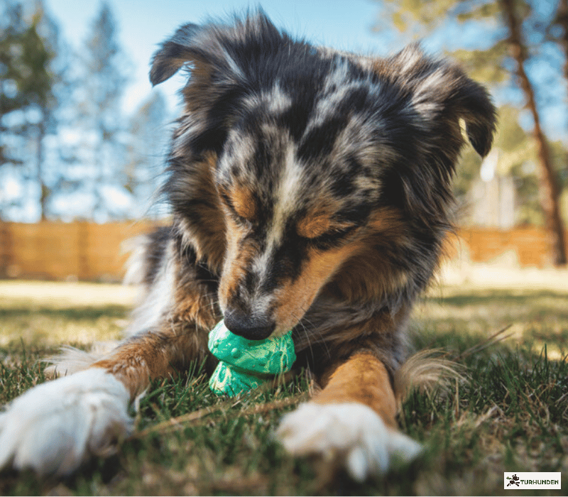 Ruffwear Toadstool