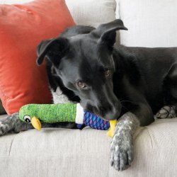 KONG Cuckoos Shakers