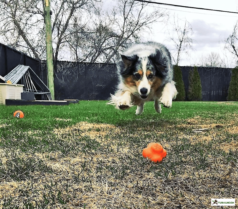 Sodapup Crazy Bounce