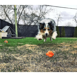 Sodapup Crazy Bounce