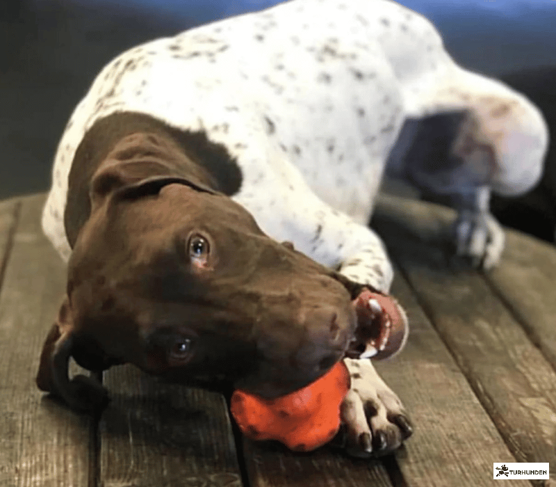 Sodapup Crazy Bounce