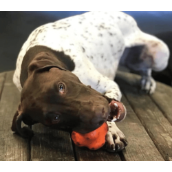 Sodapup Crazy Bounce