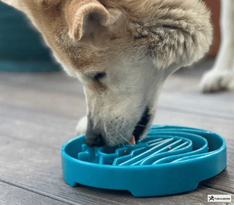 Sodapup Etray Baja Slowfeeder