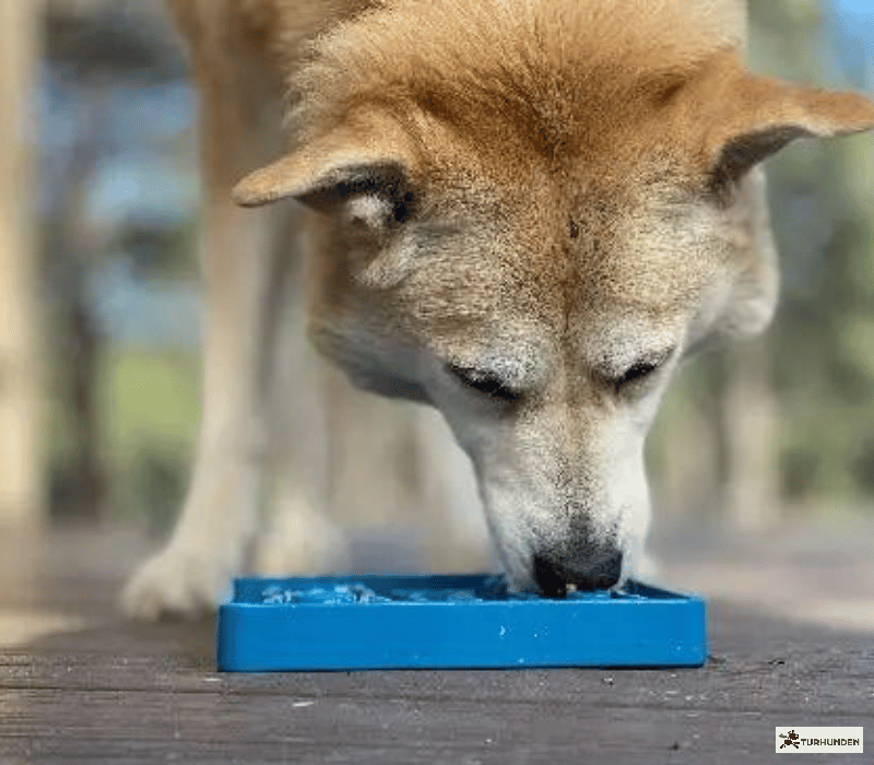 Sodapup Etray Waiting Slowfeeder