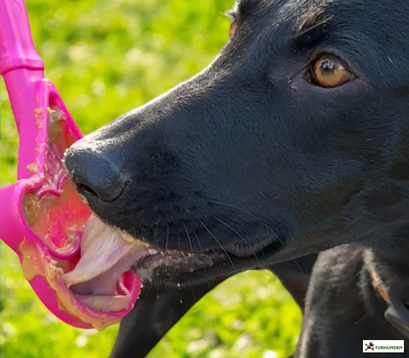Sodapup Lick Stick Ice Cream