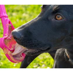 Sodapup Lick Stick Ice Cream