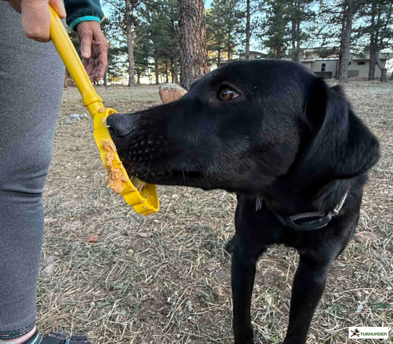 Sodapup Lick Stick Bee Hive