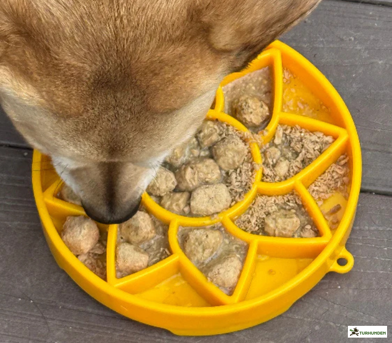 Sodapup eTray Sunflower