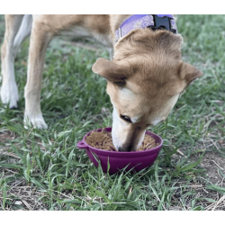 Sodapup  ebowl Tipsy Bowl