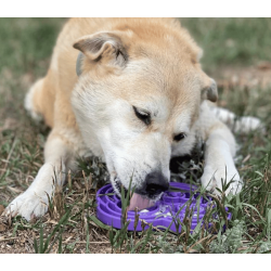 Sodapup Water Frog eTray