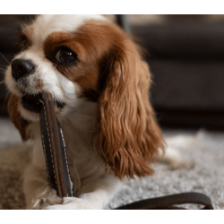 Swaggin Tails Tug N Toss