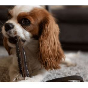 Swaggin Tails Tug N Toss