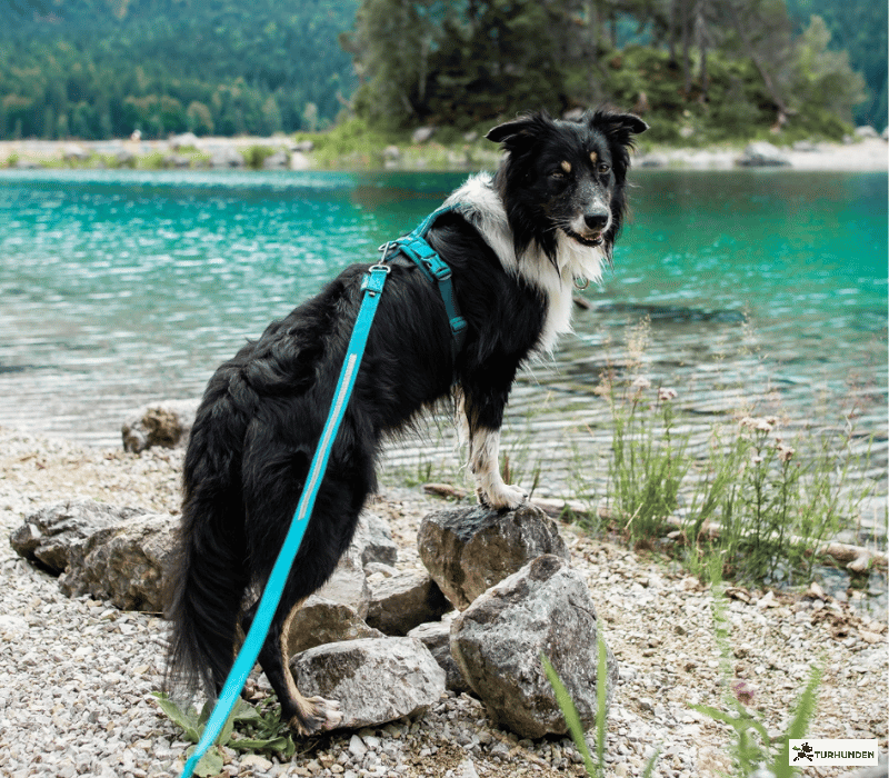 Non-stop dogwear Touring Bungee Leash - Teal