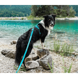 Non-stop dogwear Touring Bungee Leash - Teal