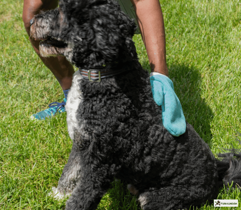 The Original Tick Mitt