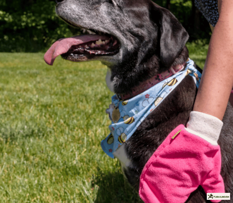 The Original Tick Mitt