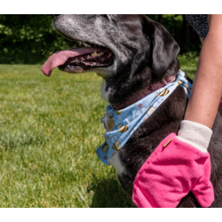 The Original Tick Mitt