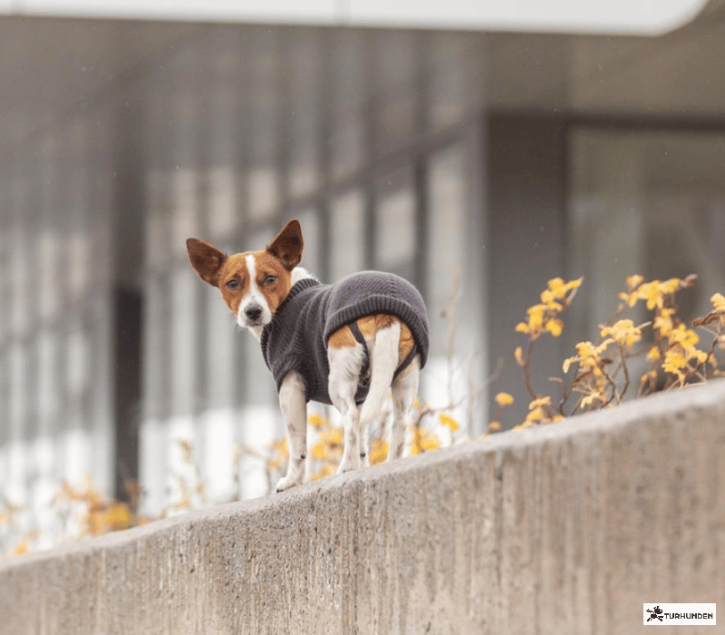 Trixie CityStyle Berlin Pullover
