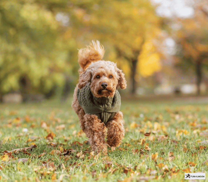 Trixie Norwood pullover