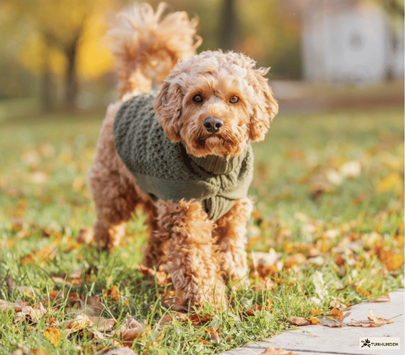 Trixie Norwood pullover