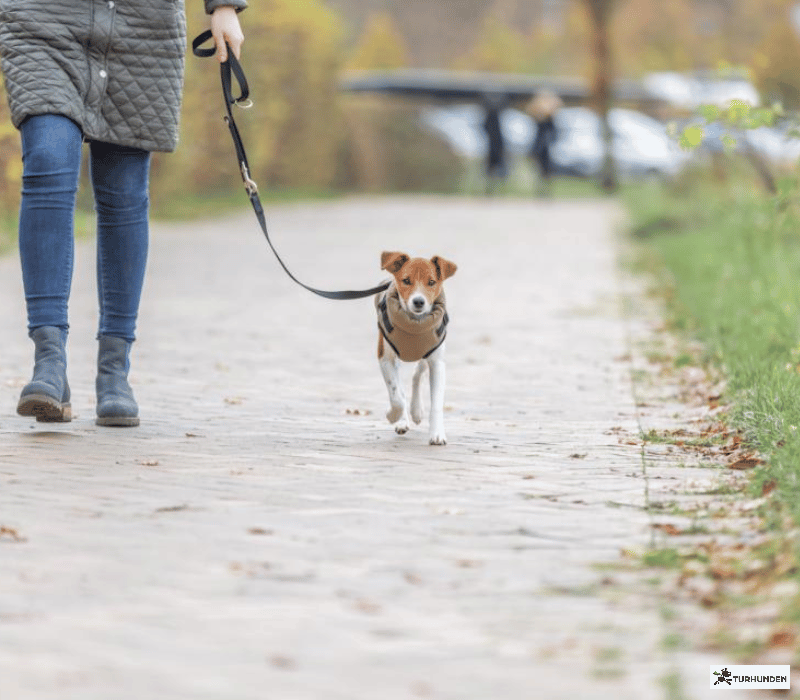 Trixie Pirou Winter Harness  Coat