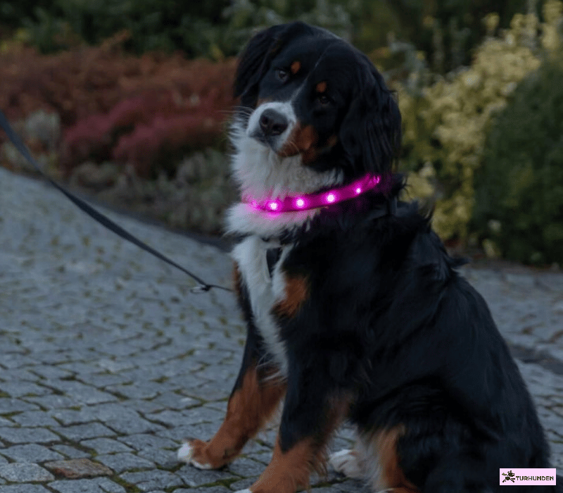 Trixie USB Flash lysring ekstra bred