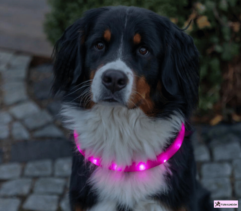 Trixie USB Flash lysring ekstra bred