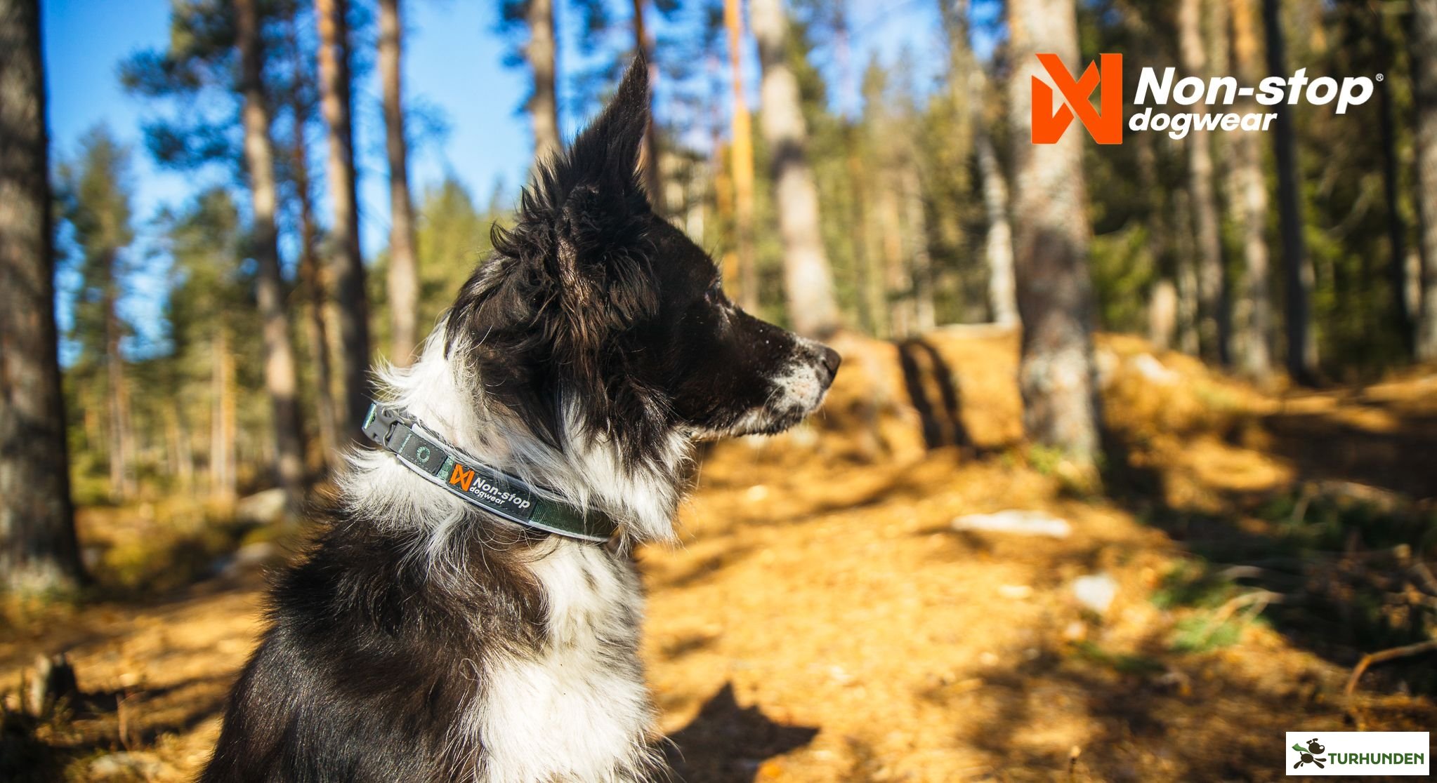 Non-stop dogwear Roam Collar