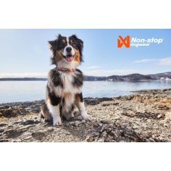 Non-stop dogwear Cruise Collar - Orange