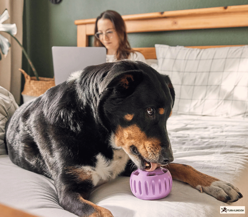 Woof Pupsicle � Lavendel