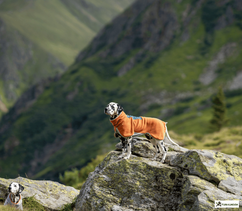 Wooly Wolf Alpha 360 Fleece Pullover