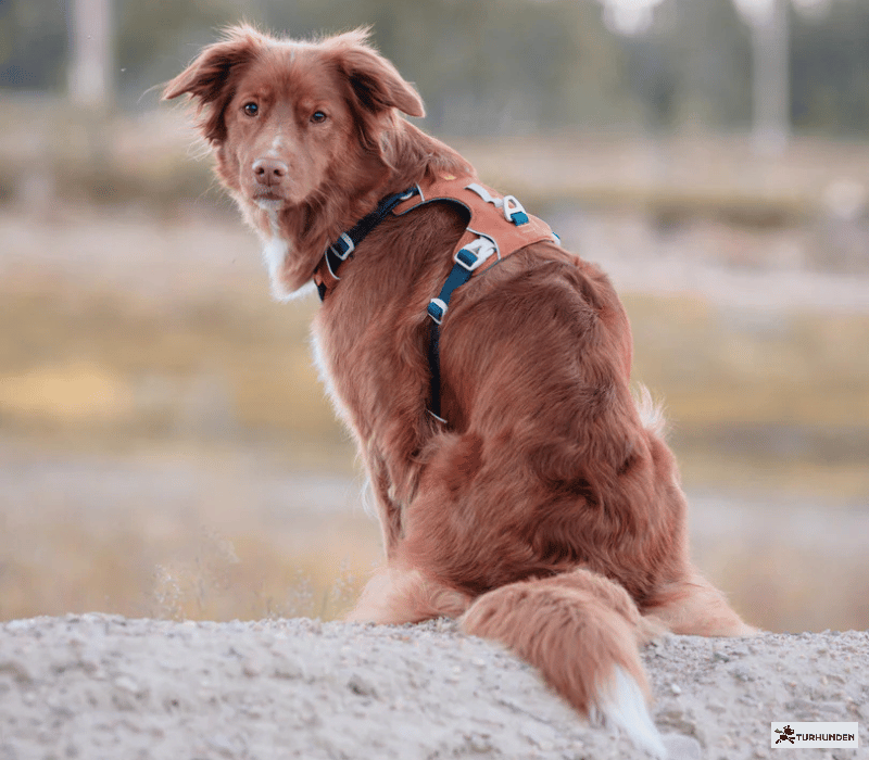 Woolly Wolf Alpha 360 Harness