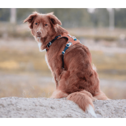 Woolly Wolf Alpha 360 Harness