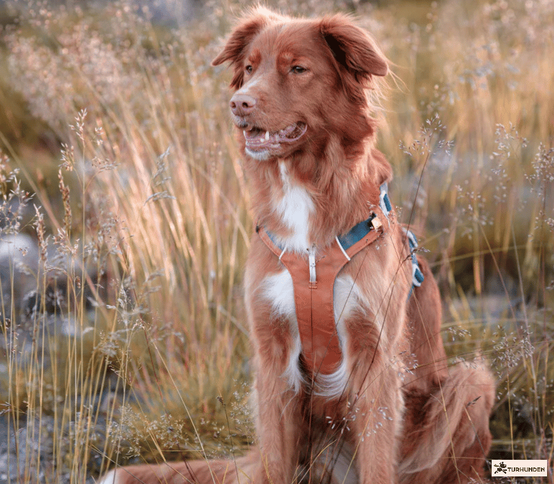 Woolly Wolf Alpha 360 Harness