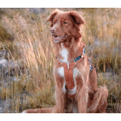 Woolly Wolf Alpha 360 Harness