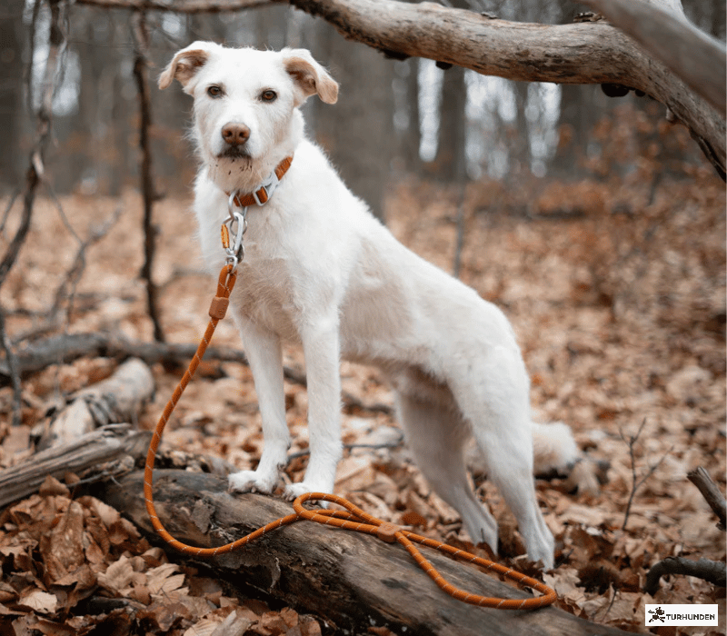 Wooly Wolf Rope Leash 